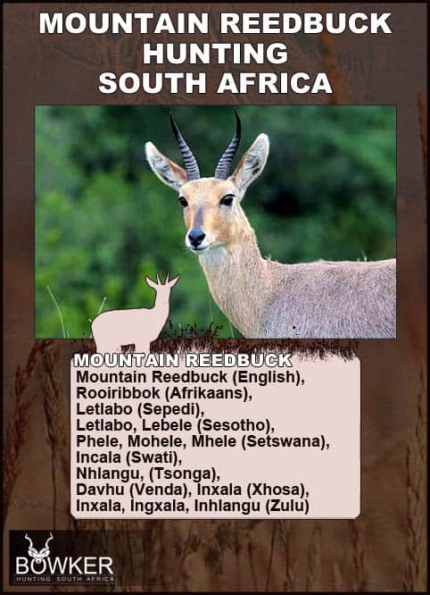 Mountain Reedbuck local African names.