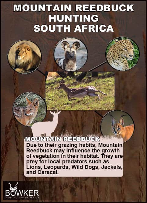 Mountain Reedbuck predators include the Lynx.