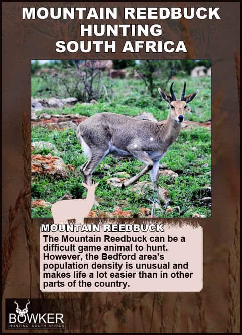 Mountain Reedbuck shot placement.