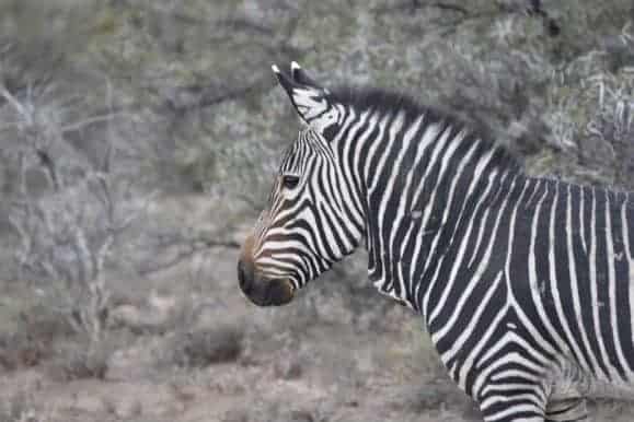 Visit the mountain Zebra park while on your hunt in South Africa.