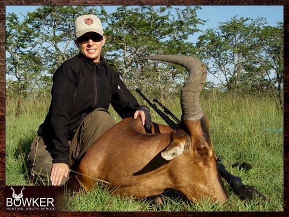 Red Hartebeest hunting in the North West province.