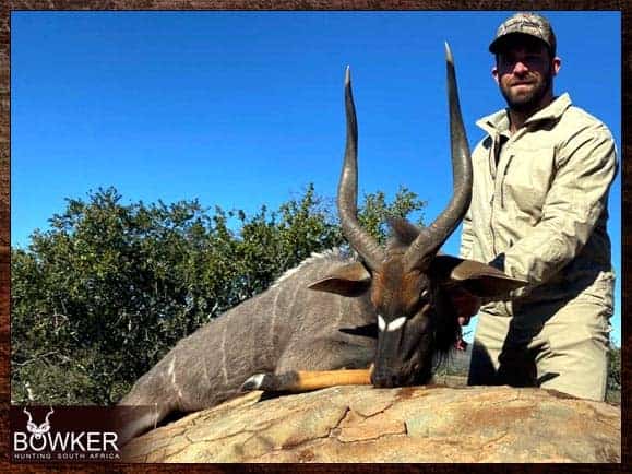 Nyala trophy. Nyala plains game safari hunt.