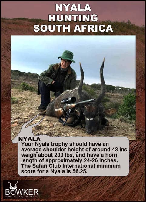 Nyala hunting in South Africa.