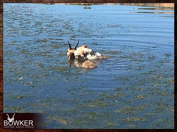 Parsons Terrier is chasing a reedbuck into the water.