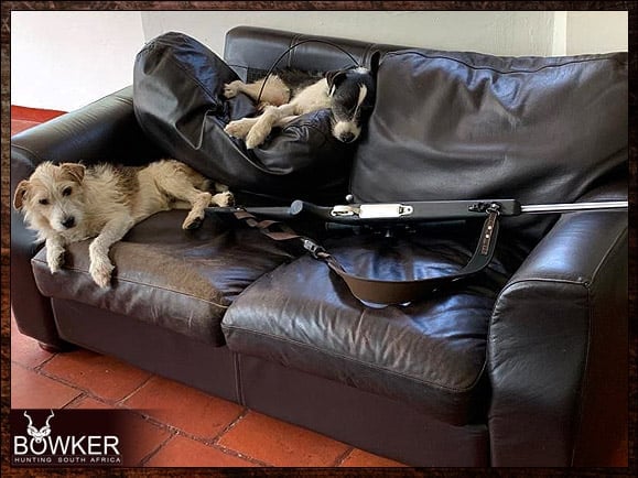 Parsons Terriers is on the couch with Rifle.