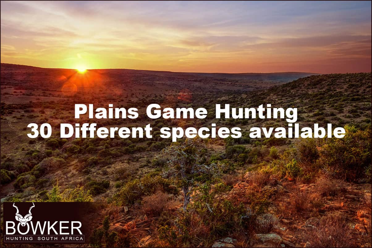 Plains game hunting in South Africa.