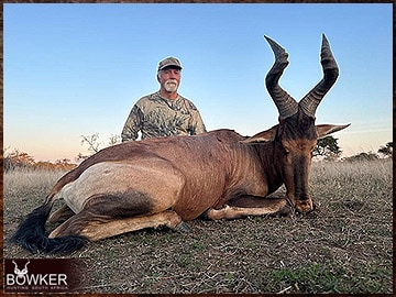 Red Hartebeest rifle hunted in Africa.