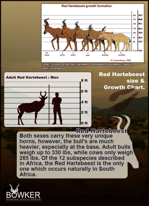 Red Hartebeest size and growth chart.