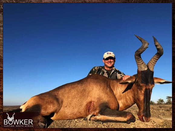 Red hartebeest hunt in South Africa