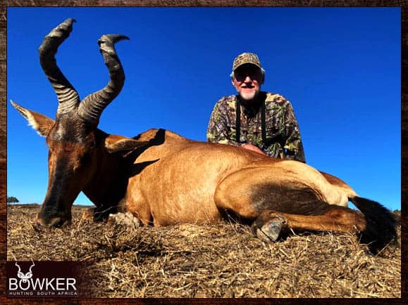 Red hartebeest trophy shot in South Africa.