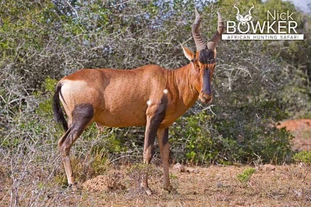 Shot placement should be on the bottom third of the shoulder for red hartebeest hunting