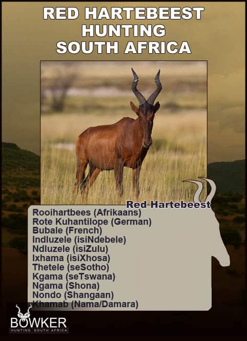 Red Hartebeest local names in Africa