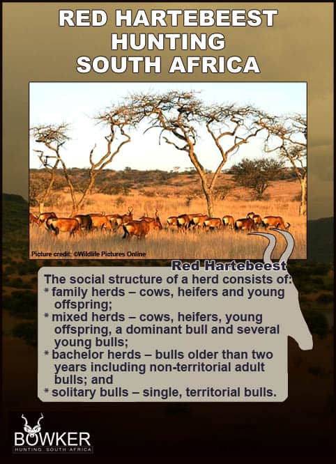 Red Hartebeest Hunting in South Africa 14 Herd feeding on the savanna. Red Hartebeest social structure