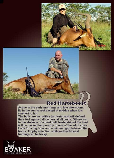 Red Hartebeest hunting in South Africa with Nick Bowker.