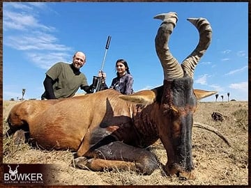 Red hartebeest trophy hunting in South Africa.
