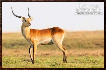 Sable,Red Lechwe, Nyala, and Waterbuck are the signature trophies in our $9000 big game package.