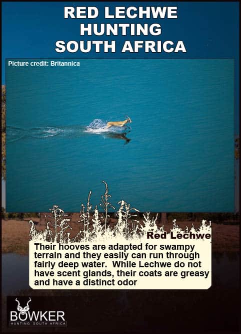 Red Lechwe in water. Red Lechwe have adapted hoover for running in water.