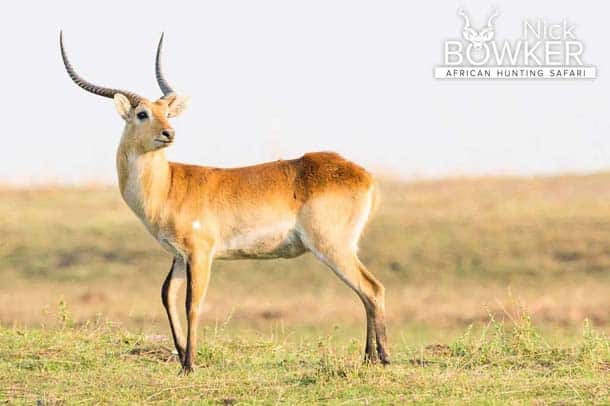 kan ikke se linned Abe Red Lechwe Hunting in South Africa (Includes Video)