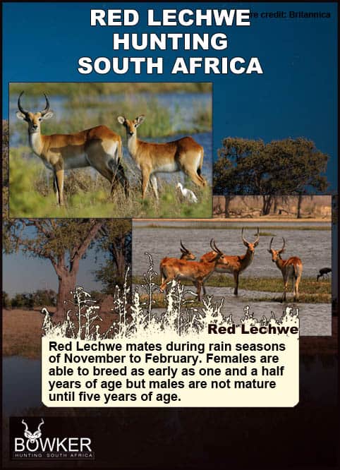Red Lechwe Breeding habits. Red lechwe standing in the savanna. 