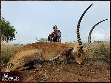 Red Lechwe trophy hunted in South Africa.