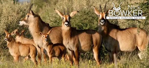 Roan Antelope females with young. Both males and females have horns. 