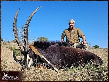 Sable Antelope rifle hunted in Africa.
