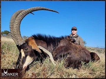 Sable Antelope rifle hunted in Africa.