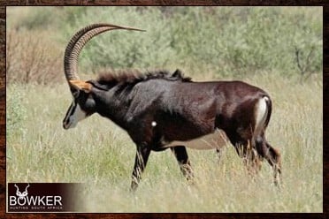 Big game sable antelope package.