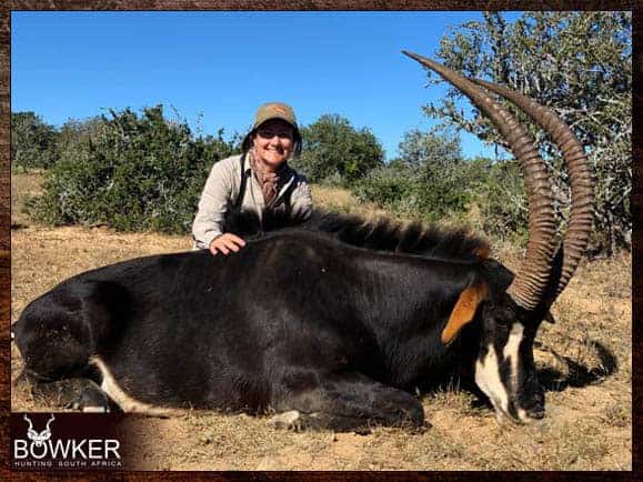 Sable Antelope. Big game hunting safari with Nick Bowker.