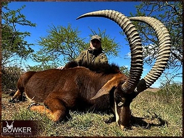 Sable Antelope Hunted in 2023 with Nick Bowker Hunting.