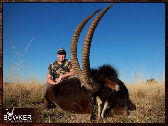 Sable antelope hunted safari style in South Africa.
