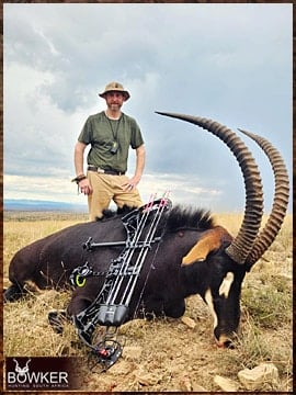 Sable antelope hunted Safari Style.