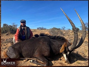 Sable antelope hunting in Africa.