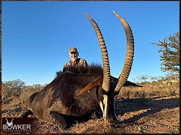 Sable antelope hunting in Africa.