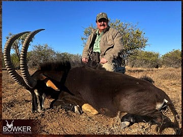 Sable Antelope hunting in Africa.