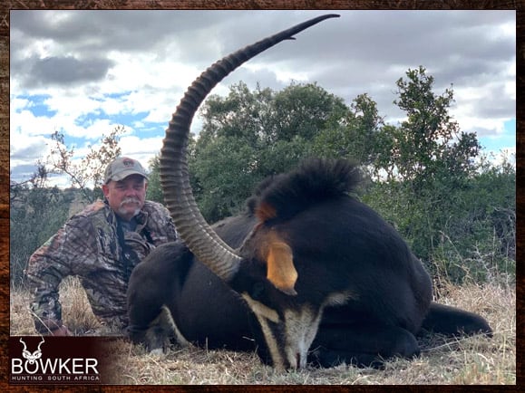 Sable Antelope hunting in South Africa