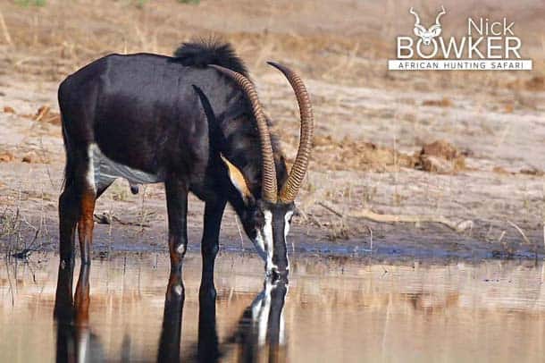 Sable Antelope male drinking water. Botha males and females have horns. 