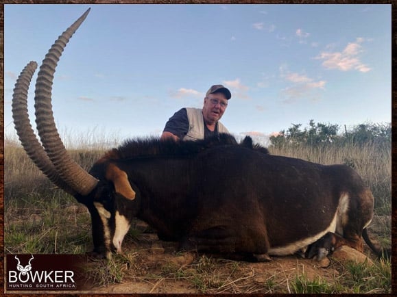 Sable antelope management hunt with Nick Bowker.