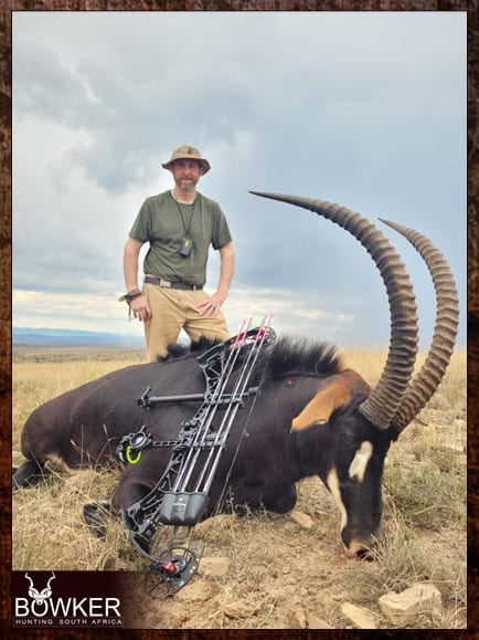 Sable antelope safari style hunting with Nick Bowker.