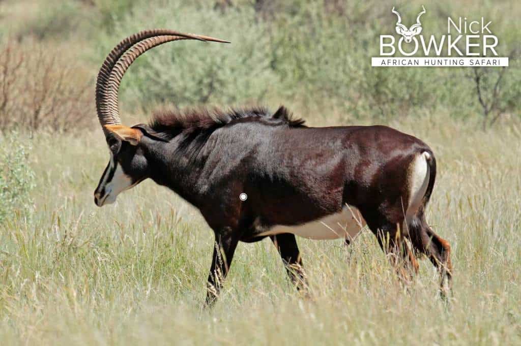 Sable antelope are shot off shooting sticks. The Professional hunter will carry the sticks or tripod. Sable antelope are shot off shooting sticks. The Professional hunter will carry the sticks or tripod.