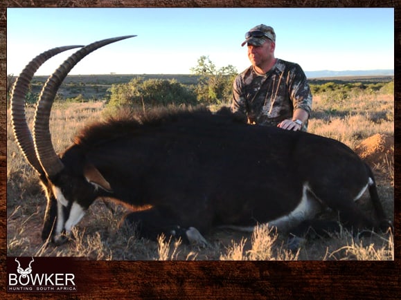 African Hunting Safari - sable antelope trphy