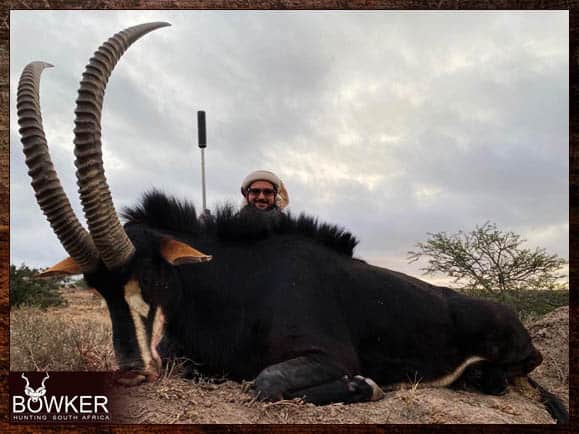 Sable trophy shot in the Eastern Cape South Africa