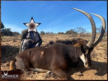 Sable antelope trophy.