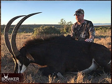 Sable Antelope trophy.