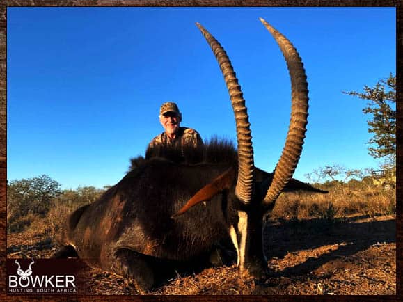 sable hunt in South Africa
