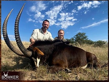Sable antelope trophy
