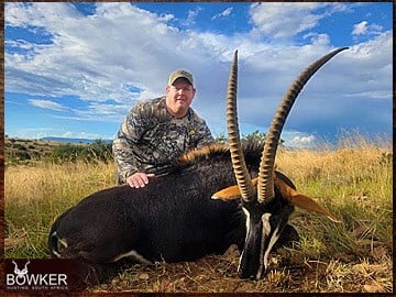 Sable antelope trophy hunted in South Africa.