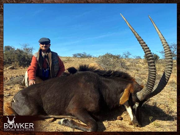 Sable antelope trophy hunting in South Africa.