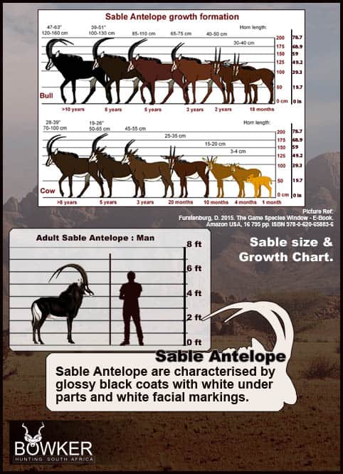 Sable size and weight development over time.
