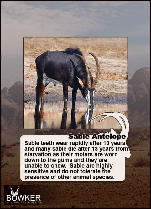 Sable drinking. Sable teeth wear down rapidly after 10 years. 